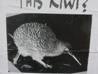 Qu’est-ce qu’un kiwi?