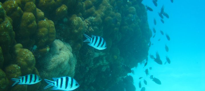 Plongée sous-marine sur l’île de la Tortue