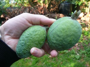 feijoas